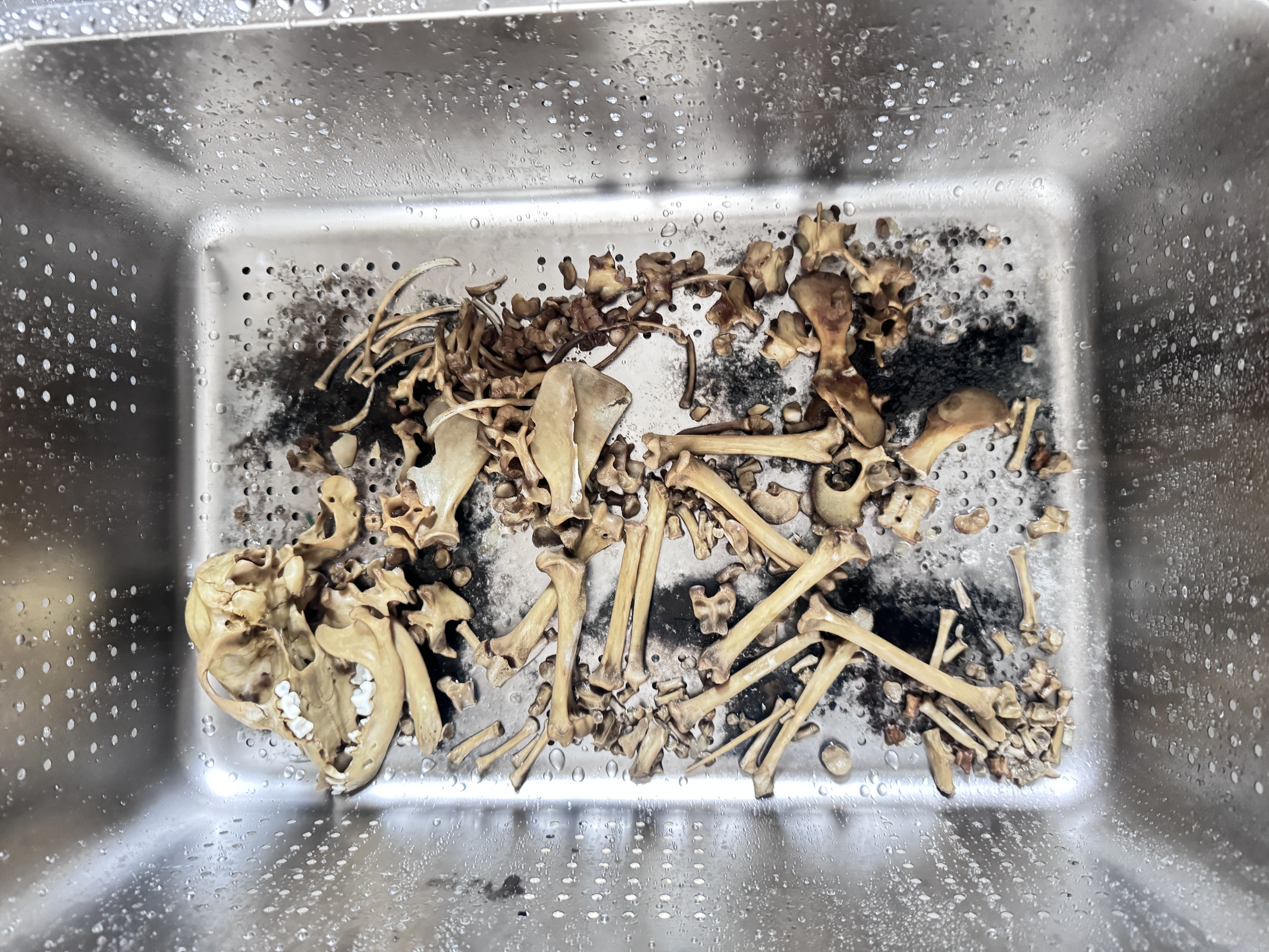 宠物善后